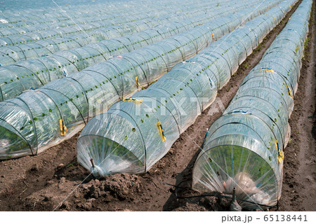 野菜畑とビニールトンネル b-2 グリーン強調 野菜畑とビニールトンネル b-2 グリーン強調 65138441