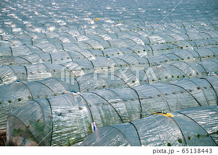 野菜畑とビニールトンネル　c-2 グリーン強調  65138443