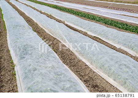野菜畑と不織布のベタ掛け　b-1  65138791