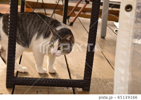 野良猫 野良猫 65139166