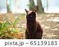 女木島の猫 65139183