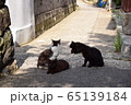女木島の猫 65139184