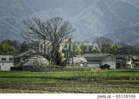 滋賀県、多賀大社の御神木の女飯盛木と呼ばれる欅と桜咲く田園風景 65139506