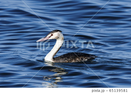 カンムリカイツブリ冬羽 65139581