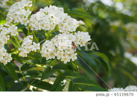 春の花 春 ピンク 65139670