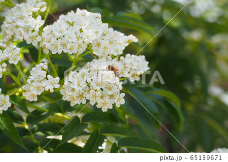 春の花 春 ピンク 65139671