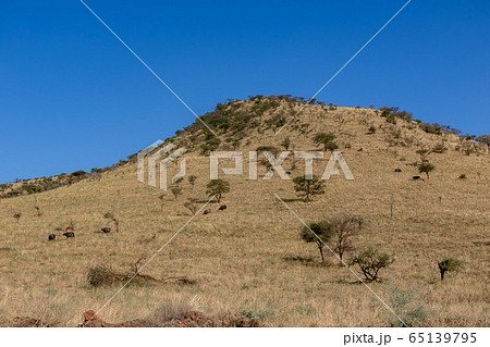 タンザニア・セレンゲティで丘の斜面を降りてくるバッファローの群れ 65139795