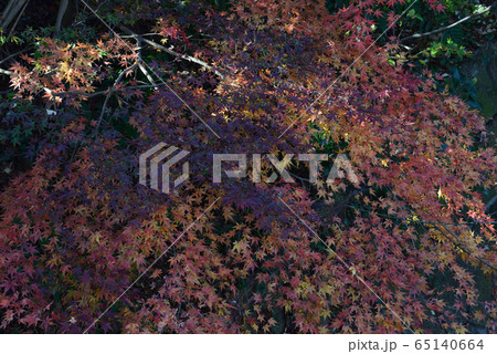 龍門の滝　2019－11－30　＃79 65140664