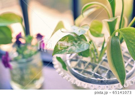 出窓のポトス1 出窓のポトス1 65141073