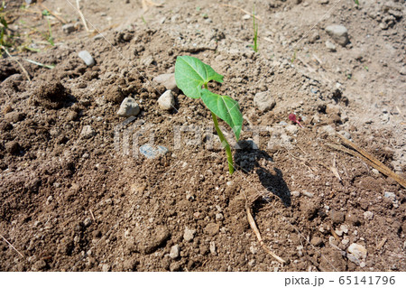 ツルアリインゲンの栽培（定植） 65141796