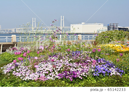 横浜・山下公園 65142233