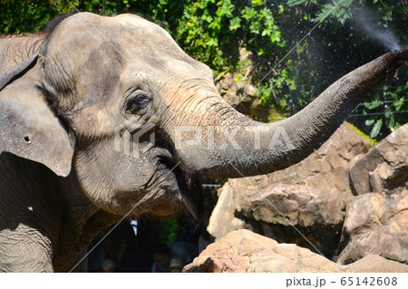 上野動物園　像 65142608