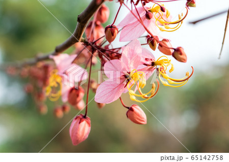 Cassia bakeriana Craib Cassia bakeriana Craib 65142758