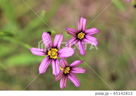 ニワゼキショウ　小さい花 65142813