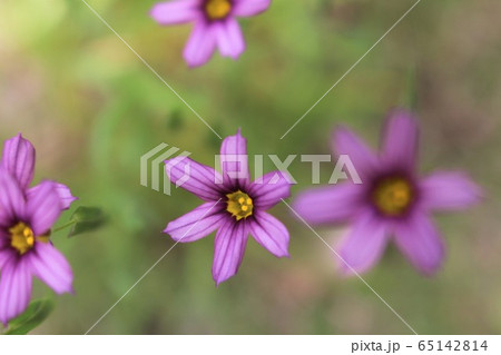 ニワゼキショウ　小さい花 65142814