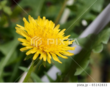 タンポポの花 春の花 タンポポの花 春の花 65142833