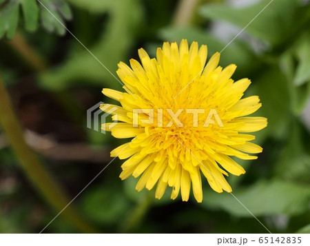 タンポポの花　春の花　 65142835