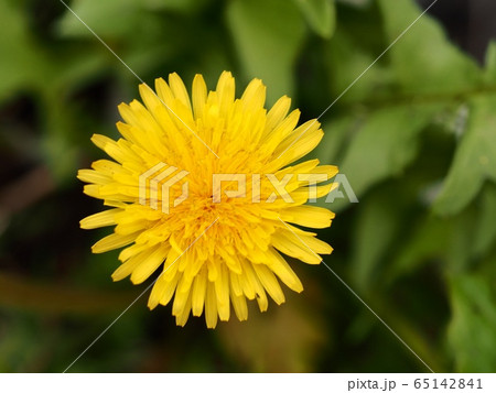 タンポポの花 春の花 タンポポの花 春の花 65142841
