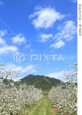 安曇野松川の5月　リンゴの花咲くころ 65142950