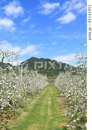 安曇野松川の5月 リンゴの花咲くころ 安曇野松川の5月 リンゴの花咲くころ 65142951