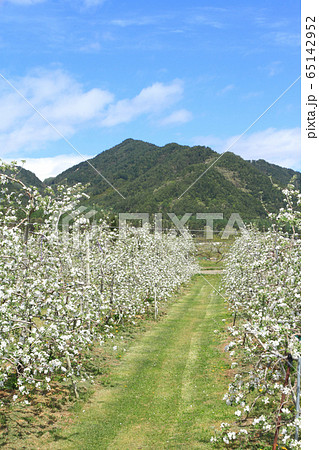 安曇野松川の5月　リンゴの花咲くころ 65142952