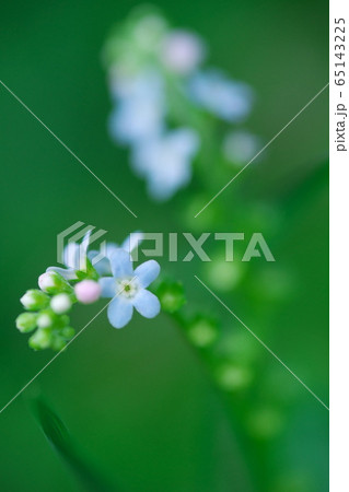 緑野に咲く可憐な花 緑野に咲く可憐な花 65143225