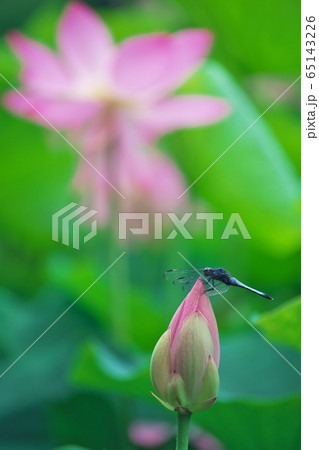 古代ハスで羽根を休めるトンボ:荒神谷史跡公園(島根県出雲市) 古代ハスで羽根を休めるトンボ:荒神谷史跡公園(島根県出雲市) 65143226
