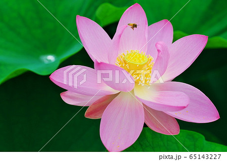 古代ハスの密を集めるミツバチ：荒神谷史跡公園（島根県出雲市） 65143227