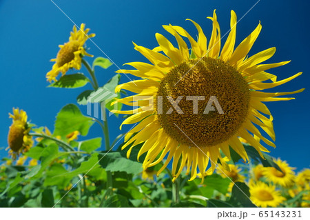 青空に映える大輪の向日葵（島根県出雲市） 65143231