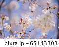 可憐な桜 65143303