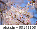 可憐な桜 65143305