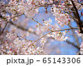 可憐な桜 65143306