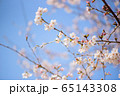 可憐な桜 65143308