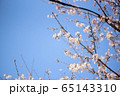 可憐な桜 65143310