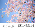 可憐な桜 65143314