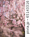 枝垂れ桜 65143316