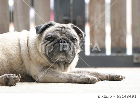 Pug dog staring at camera. Eyes open. Locked gate Pug dog staring at camera. Eyes open. Locked gate 65143491
