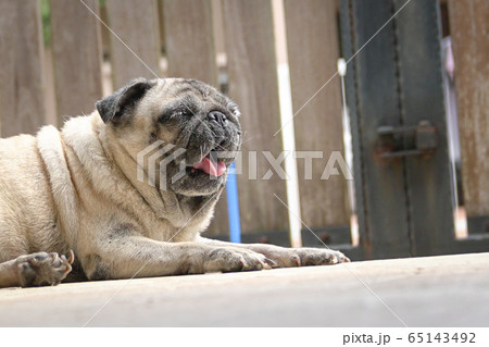 Pug dog yawning. Bored or tired. Locked gate at Pug dog yawning. Bored or tired. Locked gate at 65143492