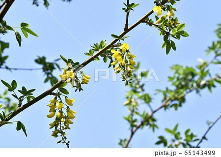 キングサリ（金鎖） 65143499