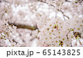 満開のソメイヨシノ 65143825