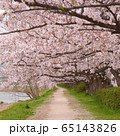 桜のトンネル 65143826