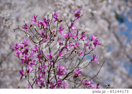 三葉躑躅 65144173