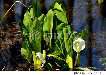 星置緑地のミズバショウ 65144612