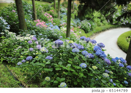 広島県三原市 三景園 紫陽花の写真素材