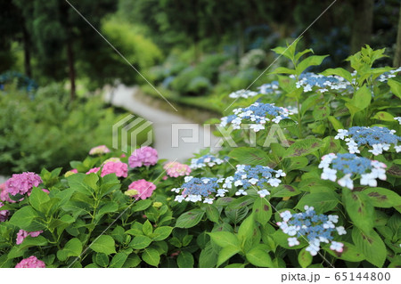 広島県三原市 三景園 紫陽花の写真素材 広島県三原市 三景園 紫陽花の写真素材