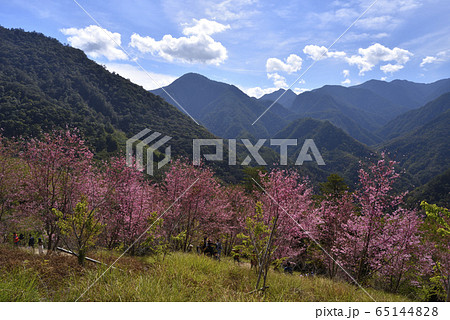 桜 さくら サクラ 65144828