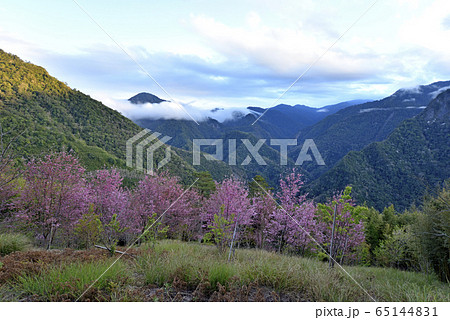 桜 さくら サクラ 65144831