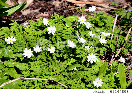 星置緑地のキクザキイチゲ 65144893