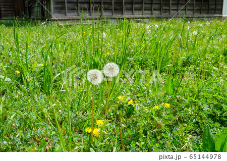 たんぽぽと古民家 65144978