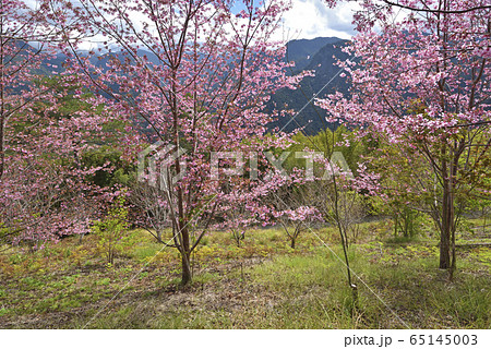 桜 さくら サクラ 65145003